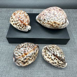 4 Leopard Tiger Cowrie Shell 3" to 2.25" Craft Beach Decor Nautical Dorsal Line